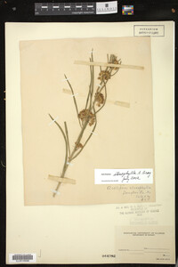 Asclepias stenophylla image
