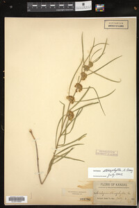 Asclepias stenophylla image
