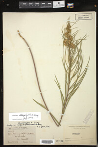 Asclepias stenophylla image