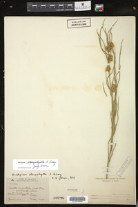 Asclepias stenophylla image