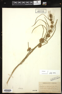 Asclepias stenophylla image