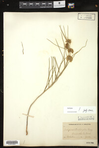 Asclepias stenophylla image
