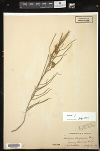 Asclepias stenophylla image