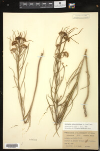 Image of Asclepias subverticillata