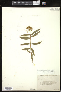 Asclepias lanuginosa image