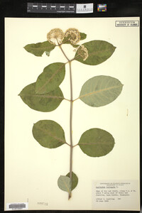 Image of Asclepias variegata