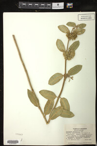 Image of Asclepias viridiflora