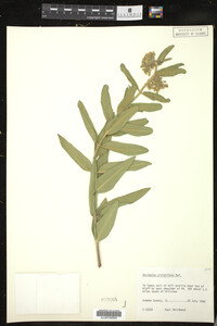 Asclepias viridiflora image