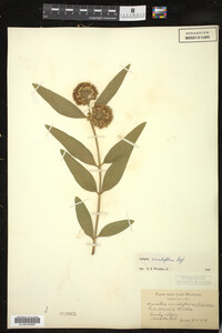 Asclepias viridiflora image