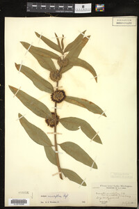 Image of Asclepias viridiflora var. lanceolata