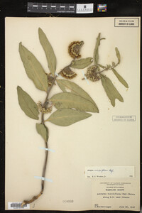 Asclepias viridiflora image