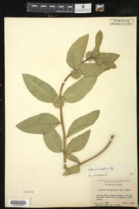 Asclepias viridiflora image