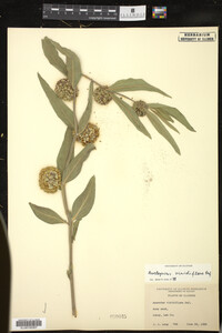 Asclepias viridiflora image