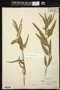 Asclepias viridiflora image