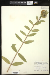 Asclepias viridiflora image