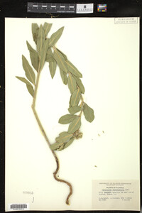 Asclepias viridiflora image