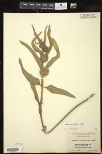 Asclepias viridiflora image