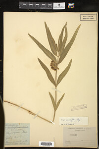 Asclepias viridiflora image