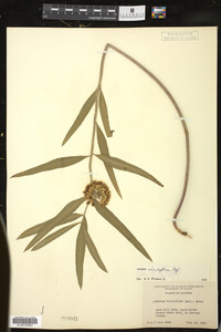 Asclepias viridiflora image