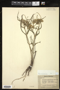 Image of Asclepias angustifolia