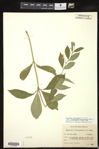 Image of Vincetoxicum hirundinaria