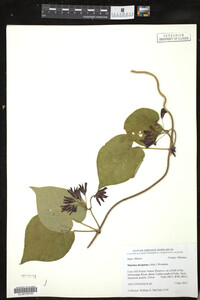 Media resource of Matelea decipiens