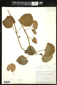 Image Associated With the Occurrence