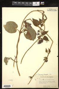 Image Associated With the Occurrence