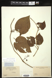 Image Associated With the Occurrence