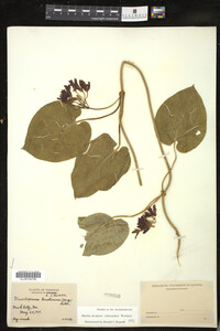 Image Associated With the Occurrence