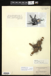 Media resource of Opuntia fragilis