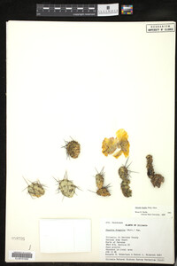 Opuntia fragilis image