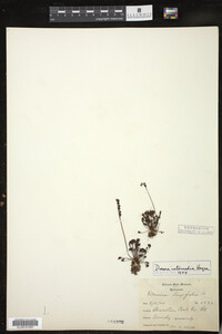 Media resource of Drosera intermedia