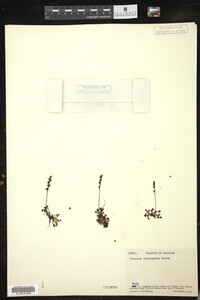 Drosera intermedia image