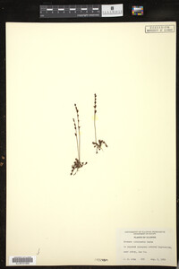 Drosera intermedia image