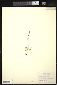 Drosera intermedia image