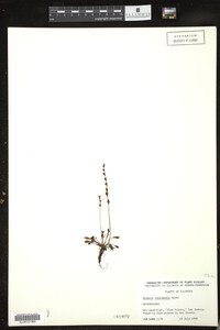 Drosera intermedia image