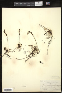 Drosera intermedia image