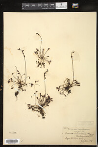 Drosera intermedia image