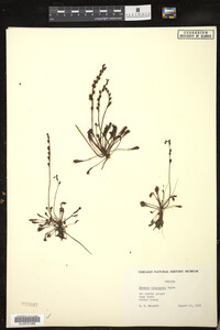 Drosera intermedia image