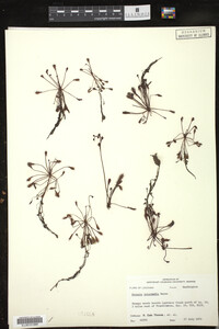Drosera intermedia image