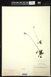 Drosera intermedia image
