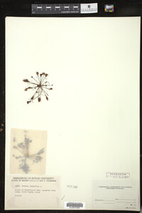 Drosera intermedia image