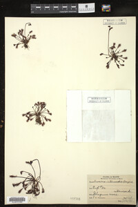Drosera intermedia image
