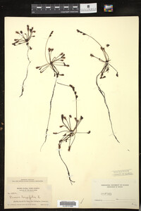 Drosera intermedia image