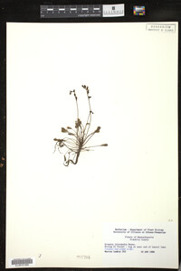 Drosera intermedia image