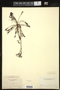 Drosera intermedia image