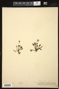Drosera intermedia image