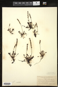 Drosera intermedia image