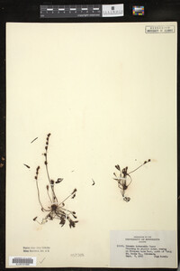 Drosera intermedia image